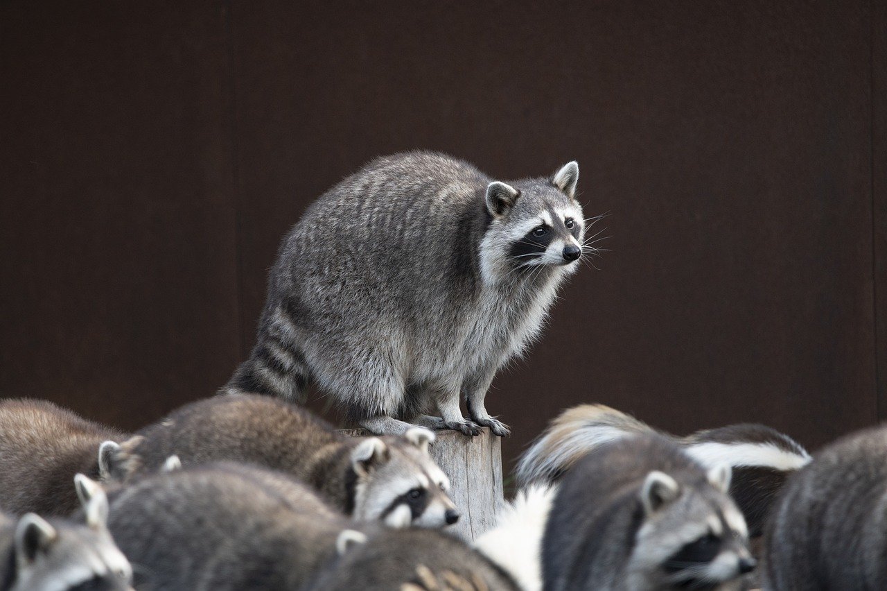 The Role of Conservation Education in Fostering a Love for Wildlife